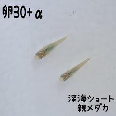 深海ショートメダカの卵30+α