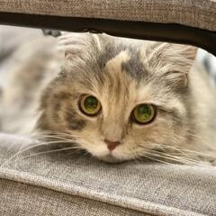 【トライアル予定】募集停止🙇‍♀️サイベリアン😻すももﾁｬﾝ🩷2023.4.2🎂2歳🍀 - 里親募集