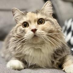 【トライアル予定】募集停止🙇‍♀️サイベリアン😻すももﾁｬﾝ🩷2023.4.2🎂2歳🍀 - 名古屋市