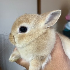 ネザーランドドワーフ
