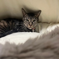 推定4歳女の子キジトラ猫ちゃん