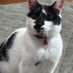 ずっとのご縁探してます🐱