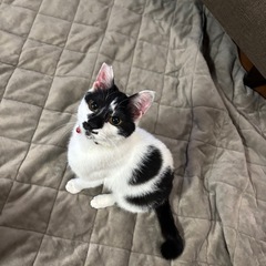 ずっとのご縁探してます🐱 - 綾歌郡