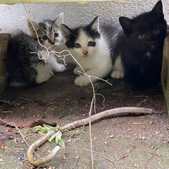 生後1ヶ月程の子猫