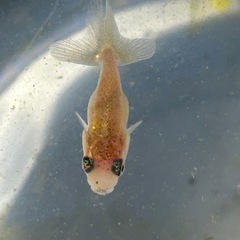 金魚　らんちゅうの稚魚5匹

