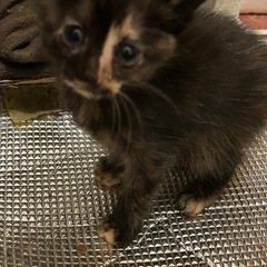 かわいい三兄弟