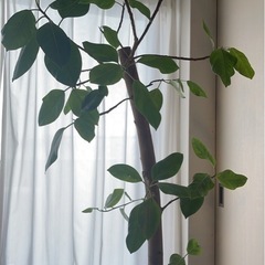 観葉植物　フィカス　アルテシマ　大型