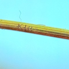 K18刻印 片方のみ ピアスの画像