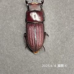 Dorcusミントペア　