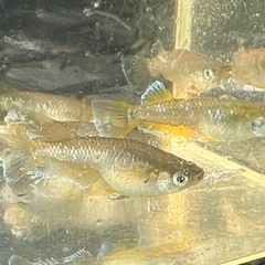 7/21 ㊗️ (月)改良めだかすくいイベント🐟の画像