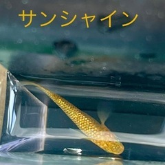 メダカ　サンシャイン　卵10個