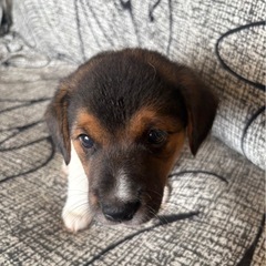 子犬 里親募集