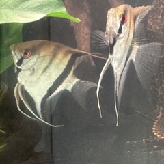 熱帯魚エンゼルフィッシュ