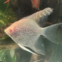 熱帯魚エンゼルフィッシュ