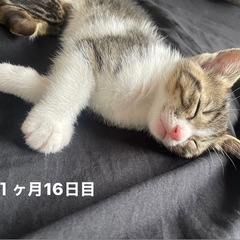 ピンクのお鼻と肉球がかわいいの女の子猫「Momo」里親さん募集中