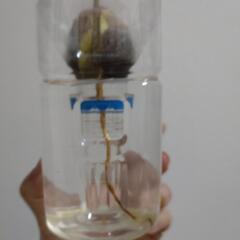 水耕栽培　アボガドの画像