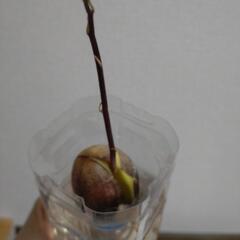 水耕栽培　アボガドの画像