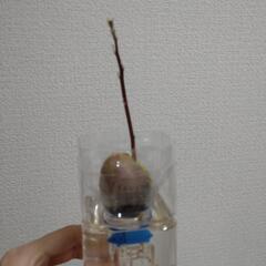 水耕栽培　アボガド