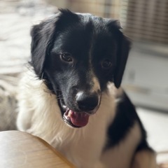 里親募集  中型犬1歳 吠えます