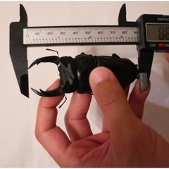 能勢YG血統　オオクワガタ　メスのみの画像