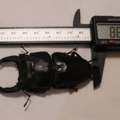 能勢YG血統　オオクワガタ　メスのみの画像