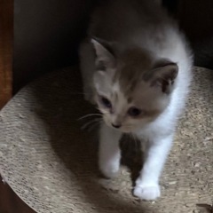 子猫ちゃんの里親募集