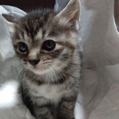 子猫4匹の里親様募集中です