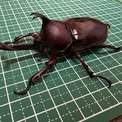 【受付終了】【新成虫】カブトムシ♂（77.5mm）-28の画像