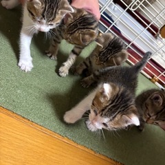 生後1ヶ月の子猫の里親を募集しています。