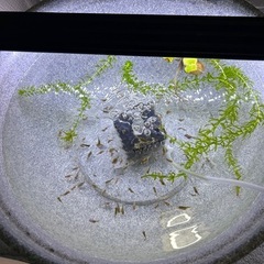 桜出目金 稚魚 10匹