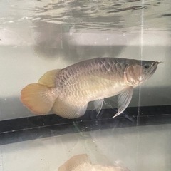 熱帯魚　引き取り限定の画像