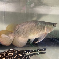 熱帯魚　引き取り限定