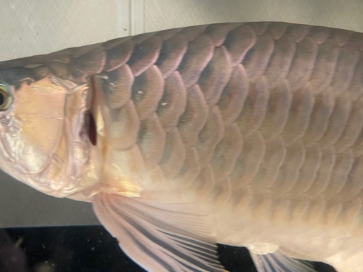 熱帯魚　引き取り限定