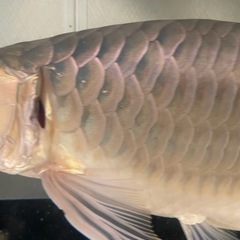 熱帯魚　引き取り限定の画像