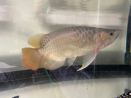 熱帯魚　引き取り限定