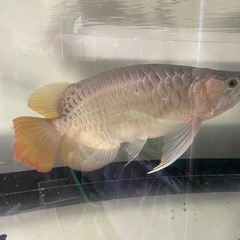 熱帯魚　引き取り限定の画像