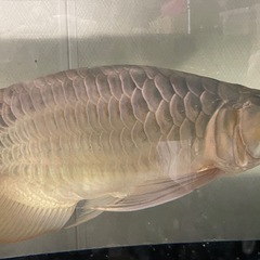 熱帯魚　引き取り限定の画像