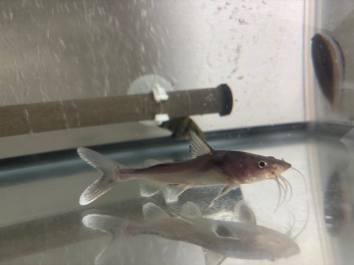 スタージョンシーキャット