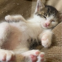 生後1ヶ月♡甘えん坊3兄妹♡可愛すぎる子猫
