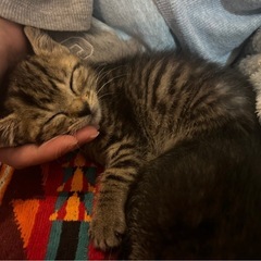 生後1ヶ月♡甘えん坊なキジ♡キジシロ子猫