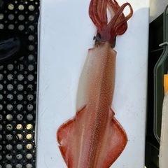 白イカ釣りに行って釣りました😁 沢山食べたけど食べきれず直ぐに冷...