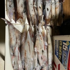 白イカ釣りに行って釣りました😁 直ぐに冷凍、釣りたてなので冷凍で１年ぐらいなら解凍して刺身で美味しく食べれます😁パート1  市場のより新鮮の画像