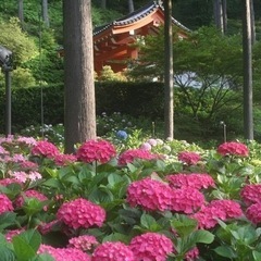 宇治•三室戸寺あじさい＆天ヶ瀬ダム＆平等院鳳凰堂らくらくハイキング