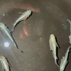 値下げしました。数量限定‼️ みゆきダルマ(半ダルマ)おまけありの画像