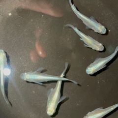 値下げしました。数量限定‼️ みゆきダルマ(半ダルマ)おまけありの画像