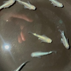 値下げしました。数量限定‼️ みゆきダルマ(半ダルマ)おまけありの画像