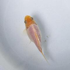 ドラゴンスケール玉サバ【二歳魚】の画像