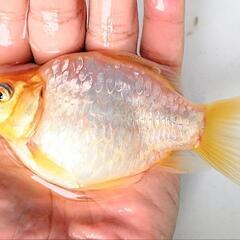 ドラゴンスケール玉サバ【二歳魚】の画像
