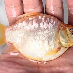 ドラゴンスケール玉サバ【二歳魚】の画像