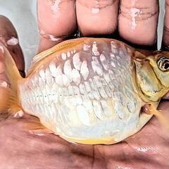 ドラゴンスケール玉サバ【二歳魚】の画像